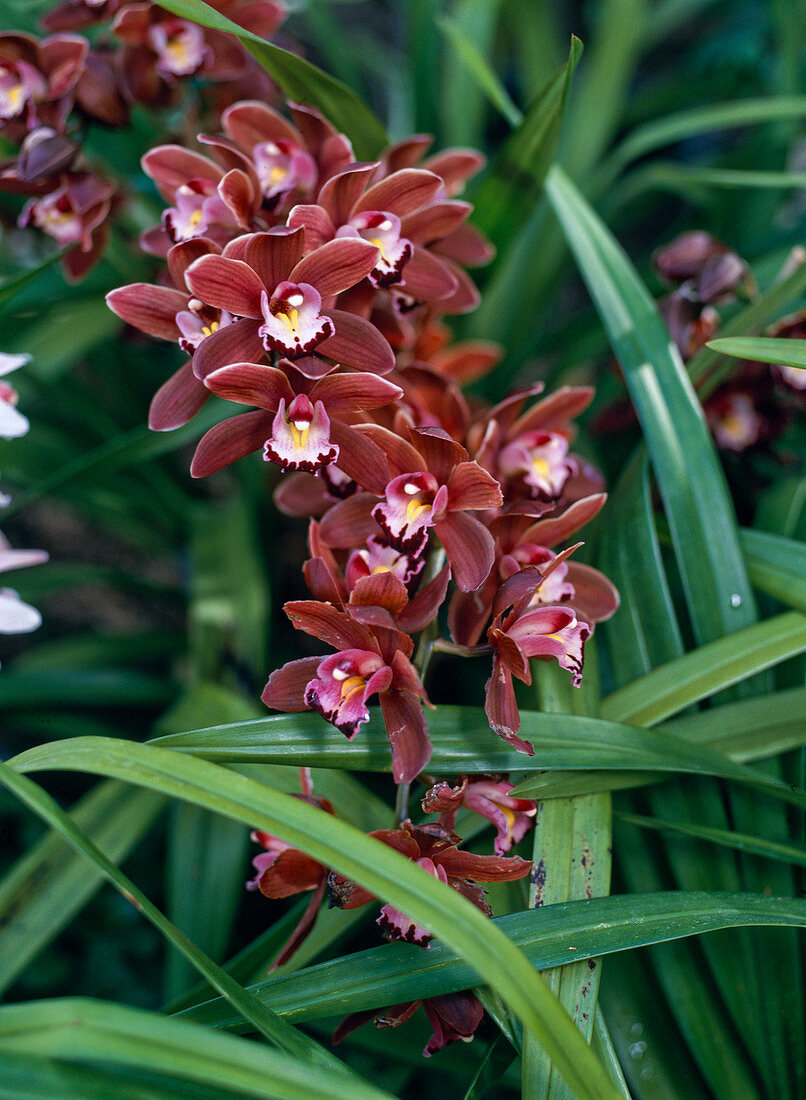 Cymbidium pontac 'Mont Millais'