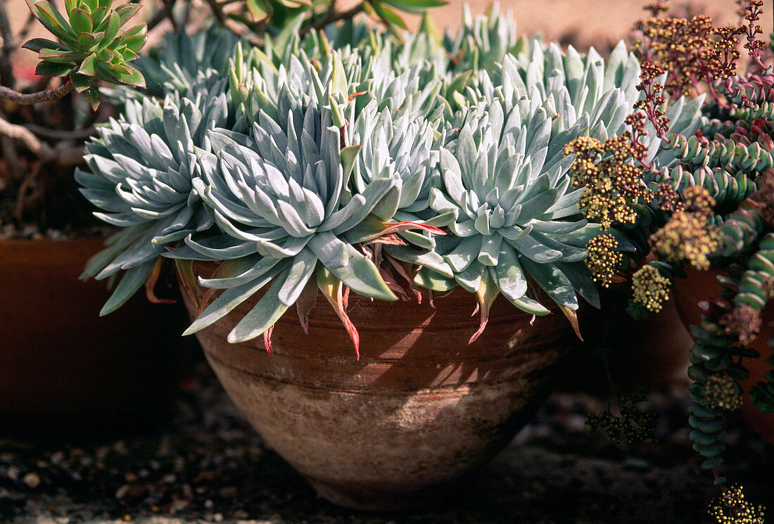 Dudleya brittonii