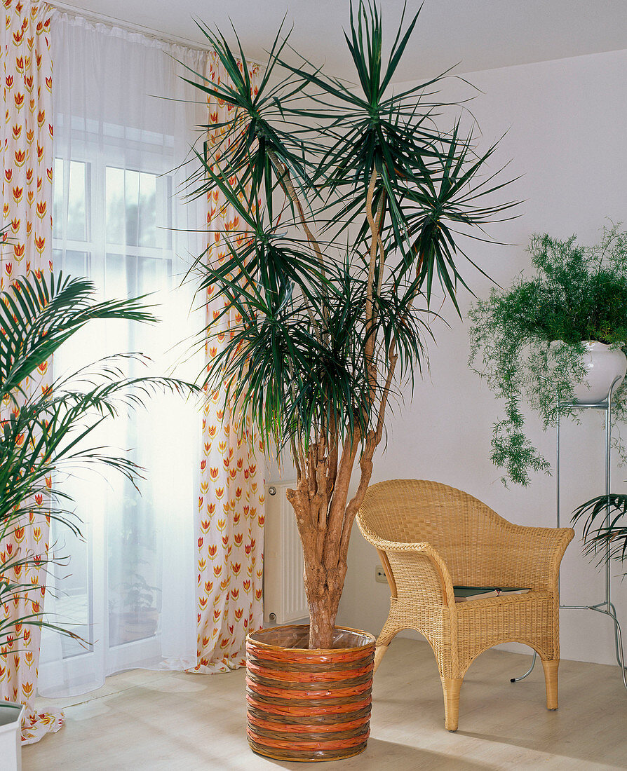 Dracaena marginata