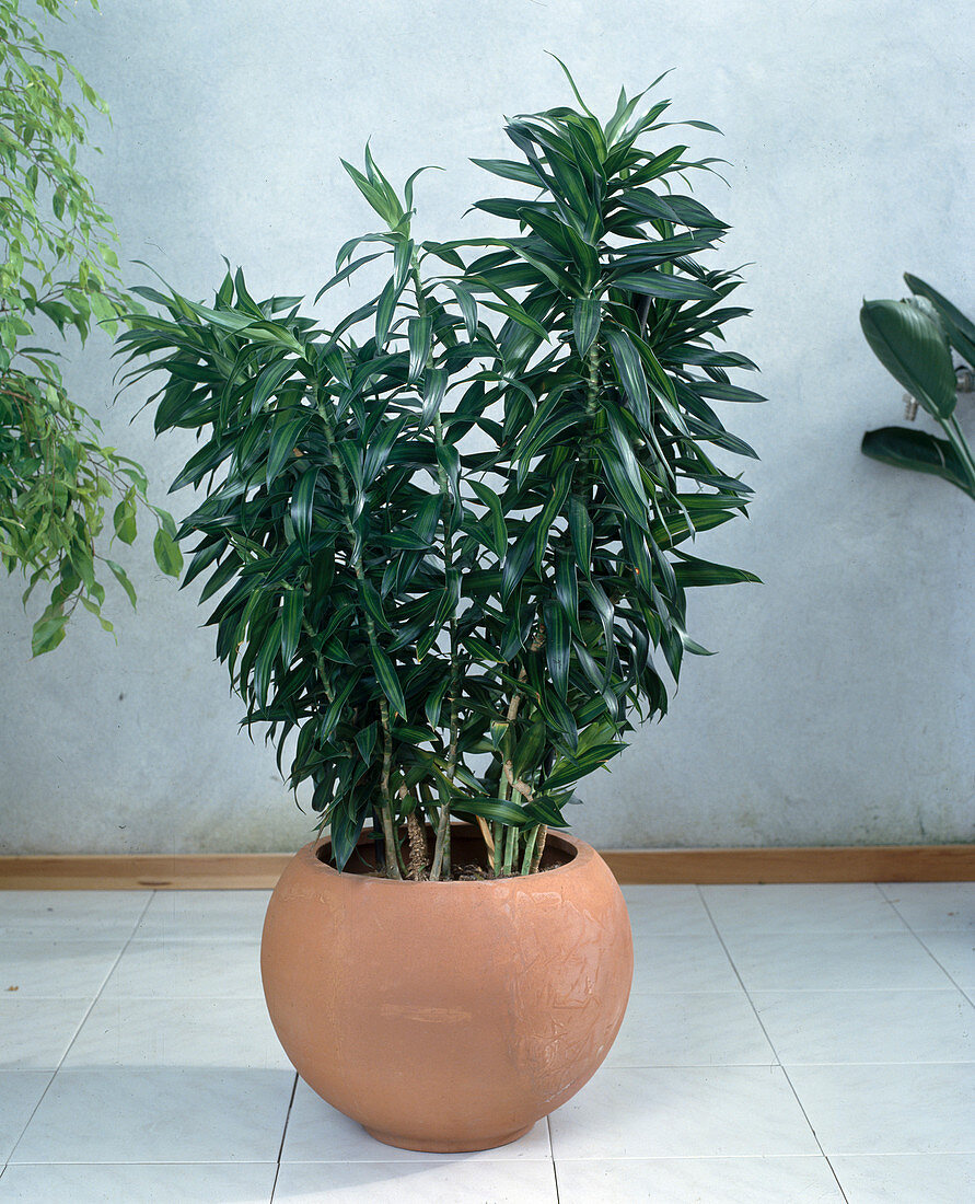 Dracaena reflexa