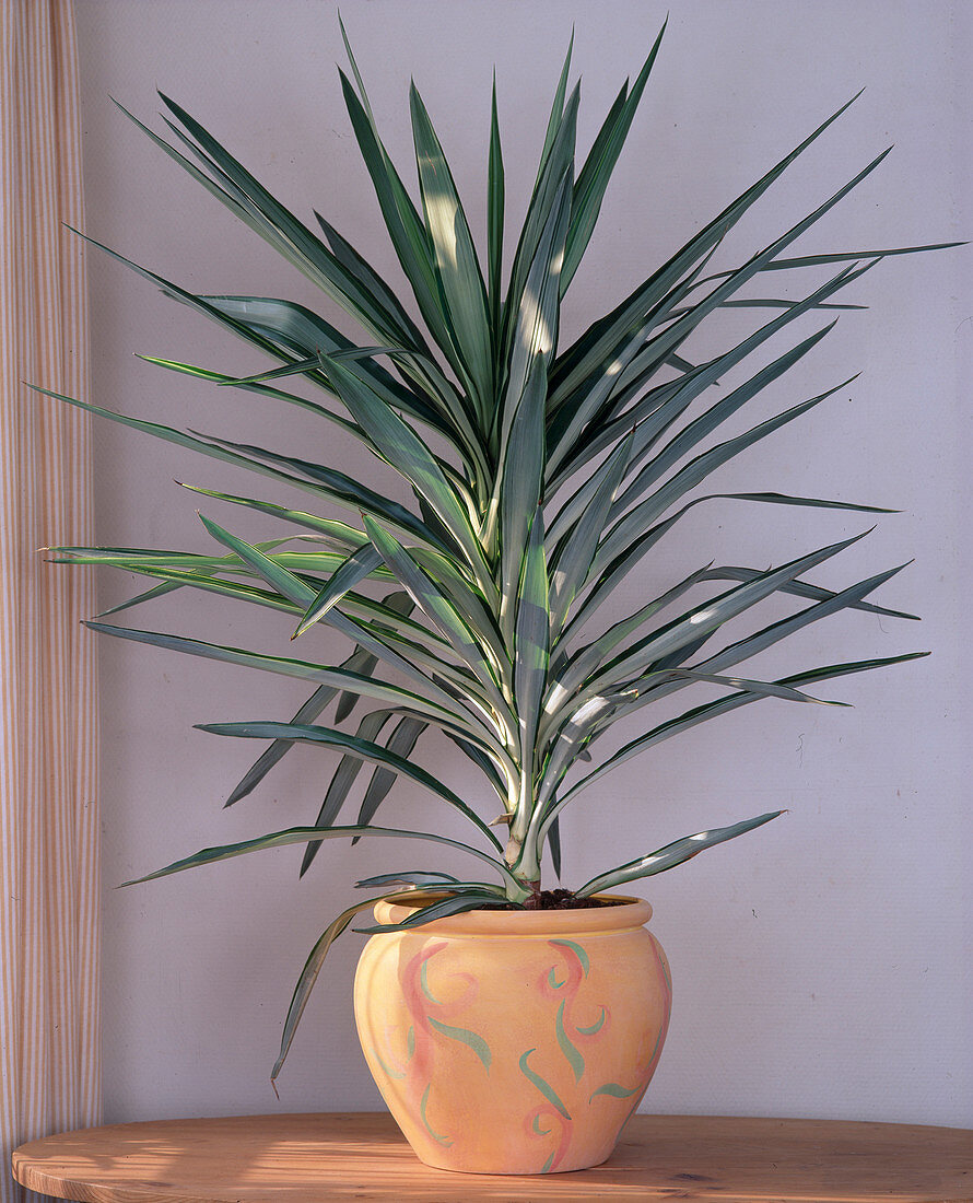 Yucca gloriosa 'Variegata' (Yucca palm)