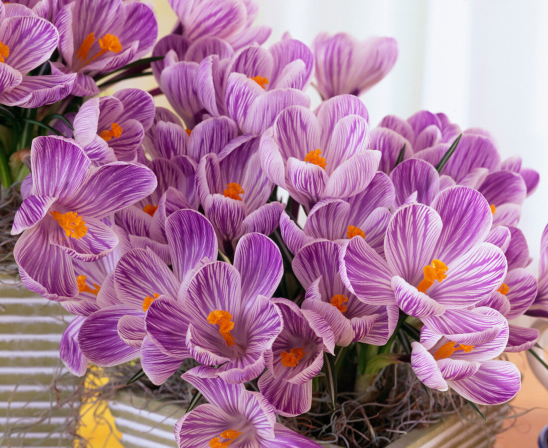 Crocus Chrysanthus 'Ladykiller' (Krokus)