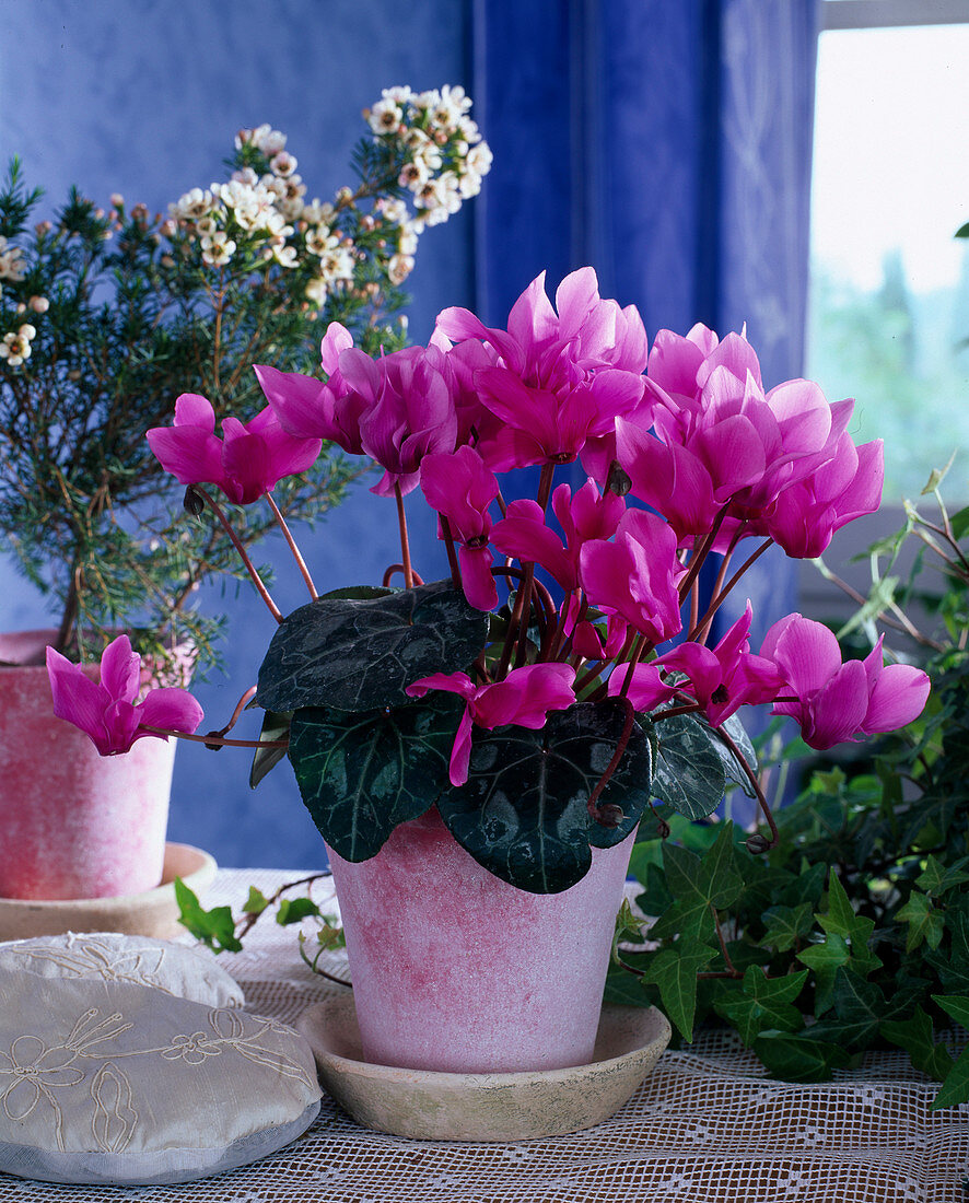 Cyclamen persicum