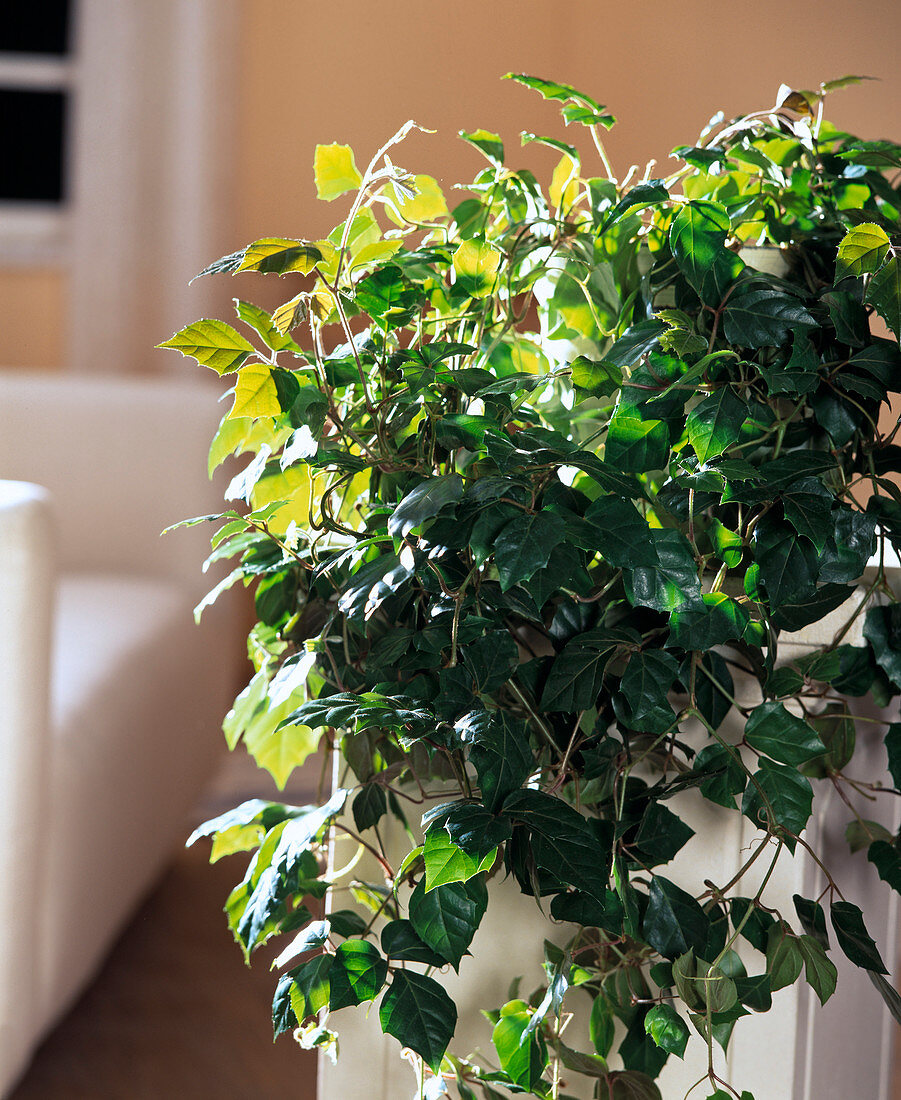 Cissus rhombifolia 'Ellen Danica' (indoor vine)