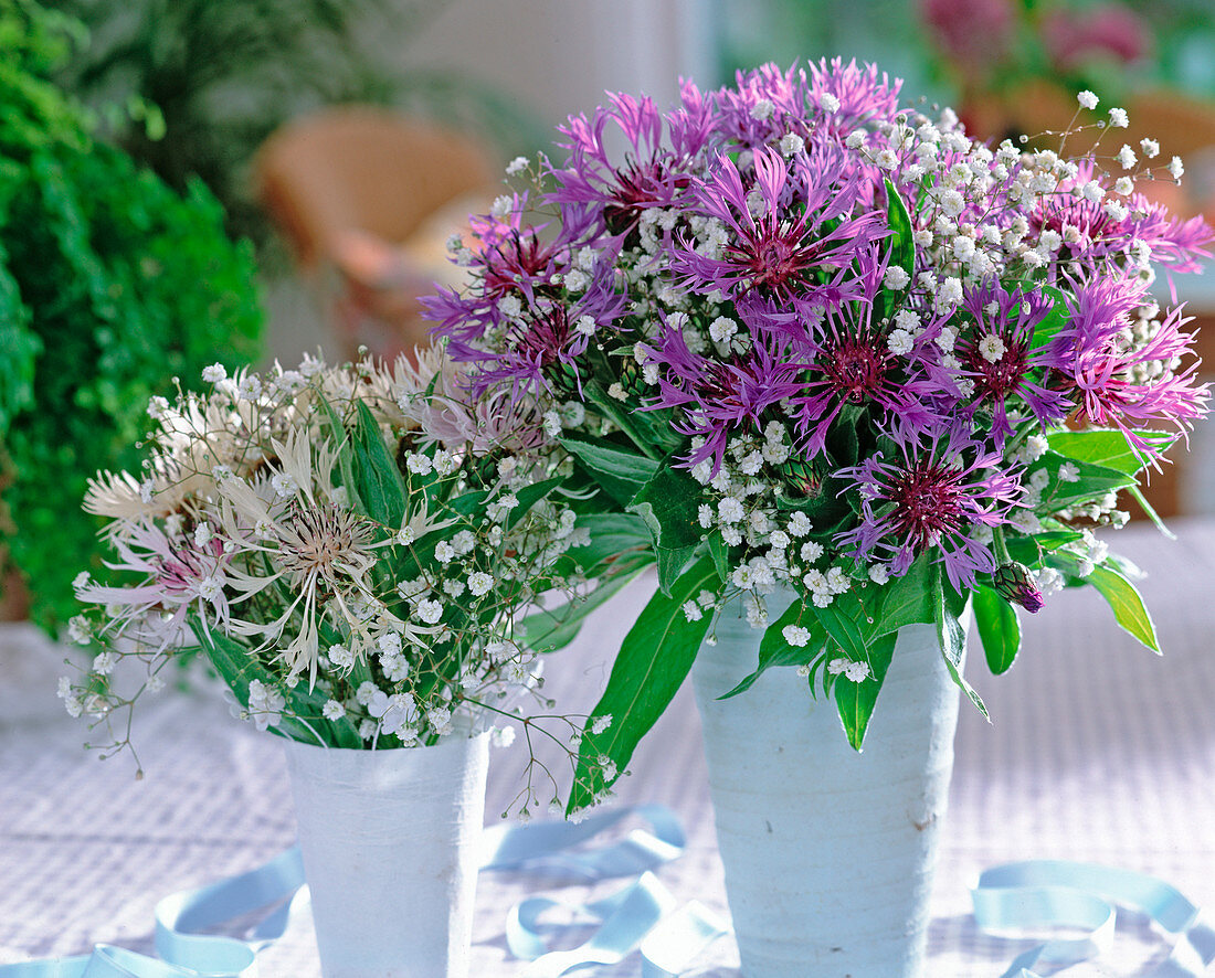 Centaurea montana (Flockenblume)