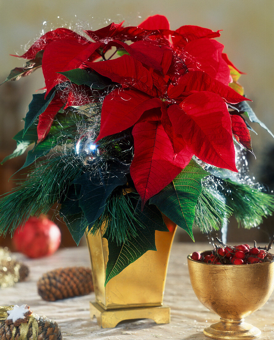 Euphorbia pulcherrima 'Red Elf', poinsettia