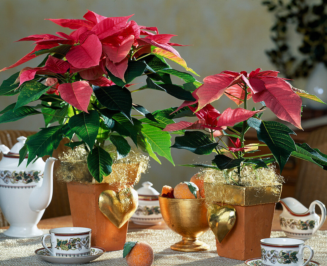 Euphorbia pulcherrima, Poinsettia