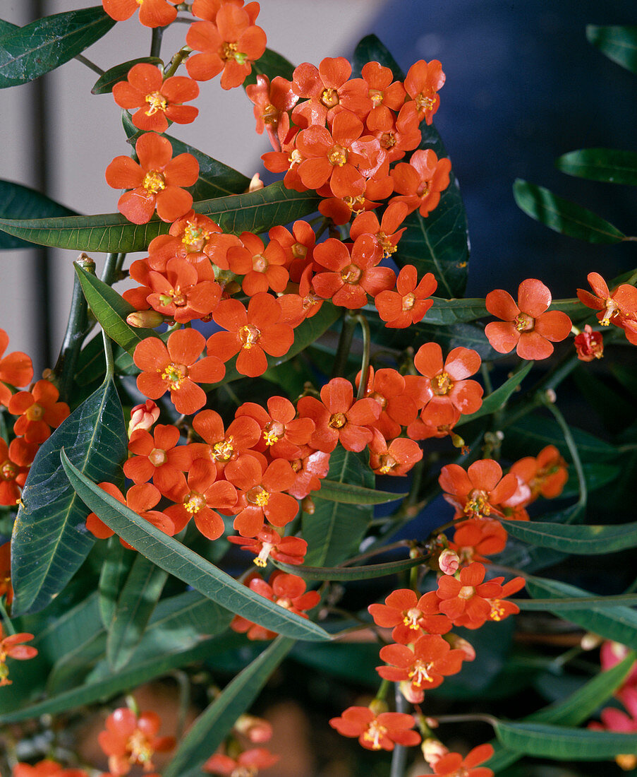 Euphorbia fulgens