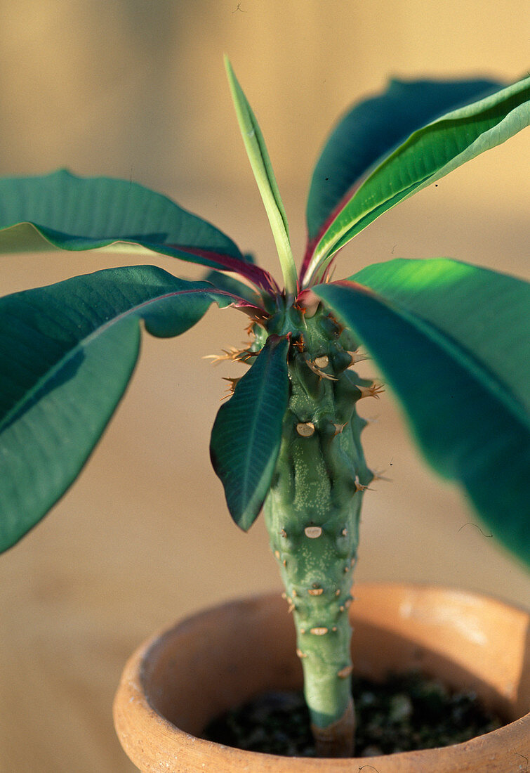 Euphorbia vignieri V. longipedunculata