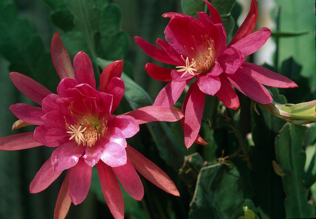 Epiphyllum hybr. 'Royal'