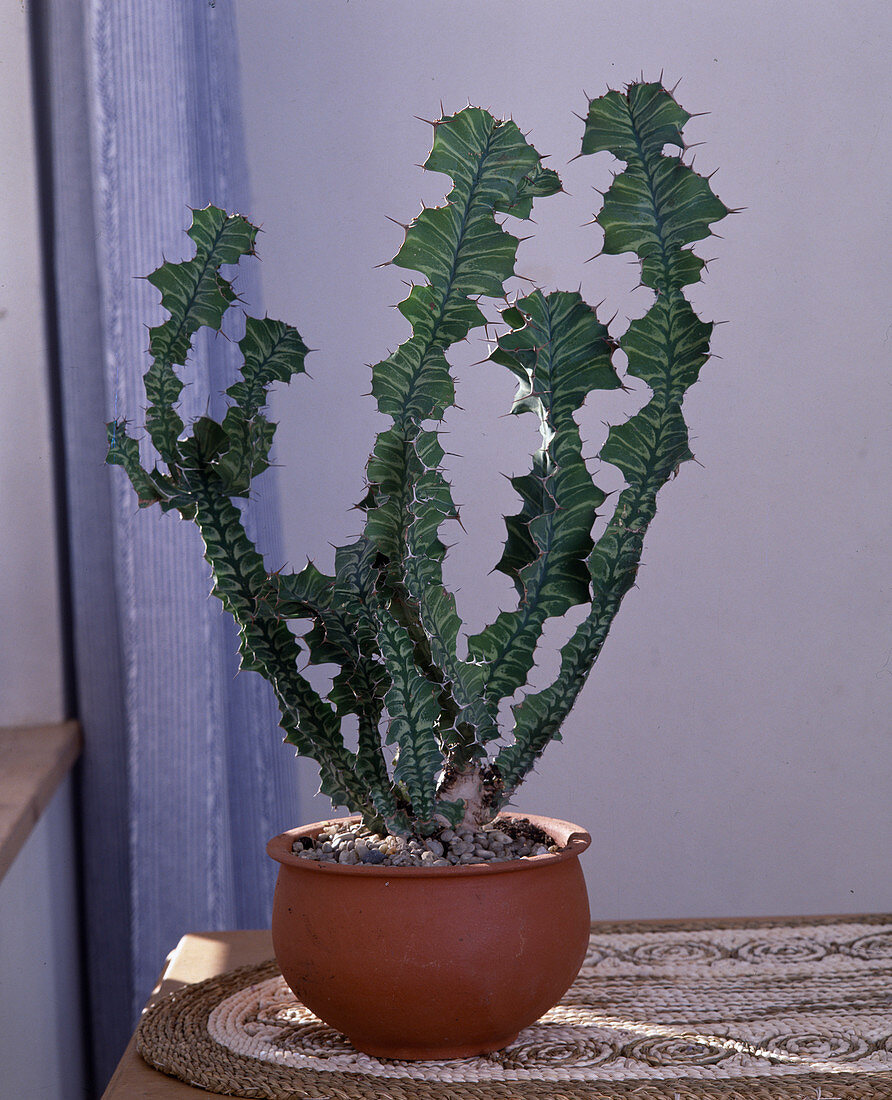 Euphorbia grandicornis