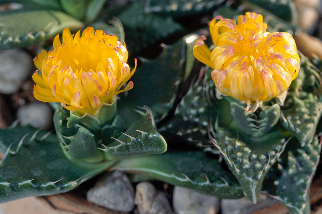 Faucaria tigrina