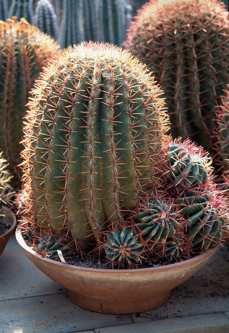 Ferocactus stainesii