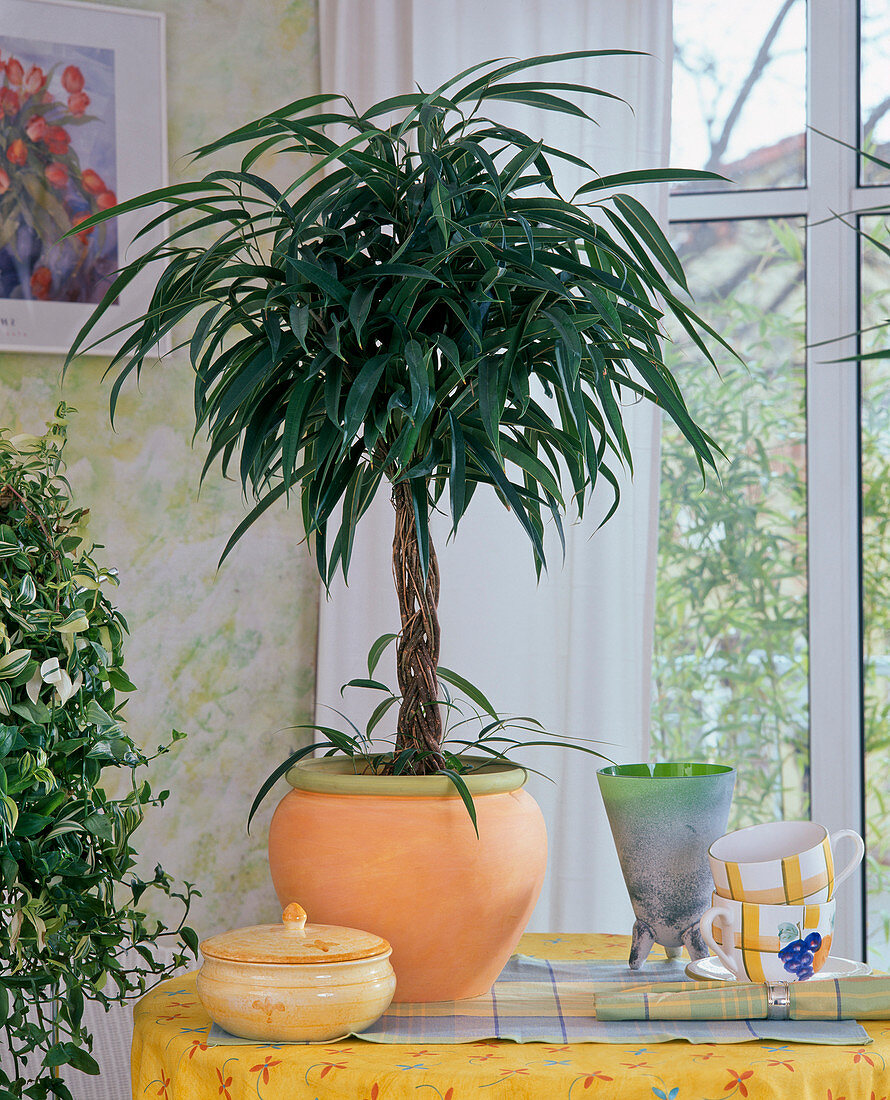 Ficus 'Amstel Queen'