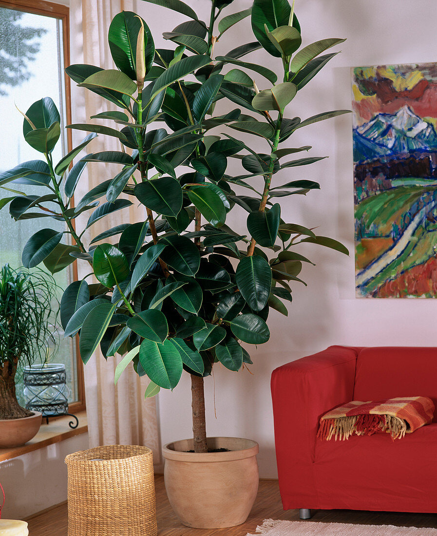 Ficus elastica