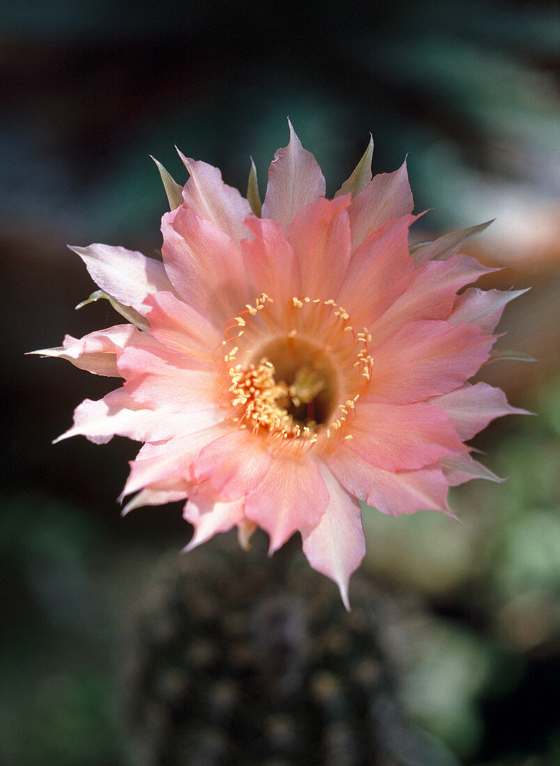 Echinopsis