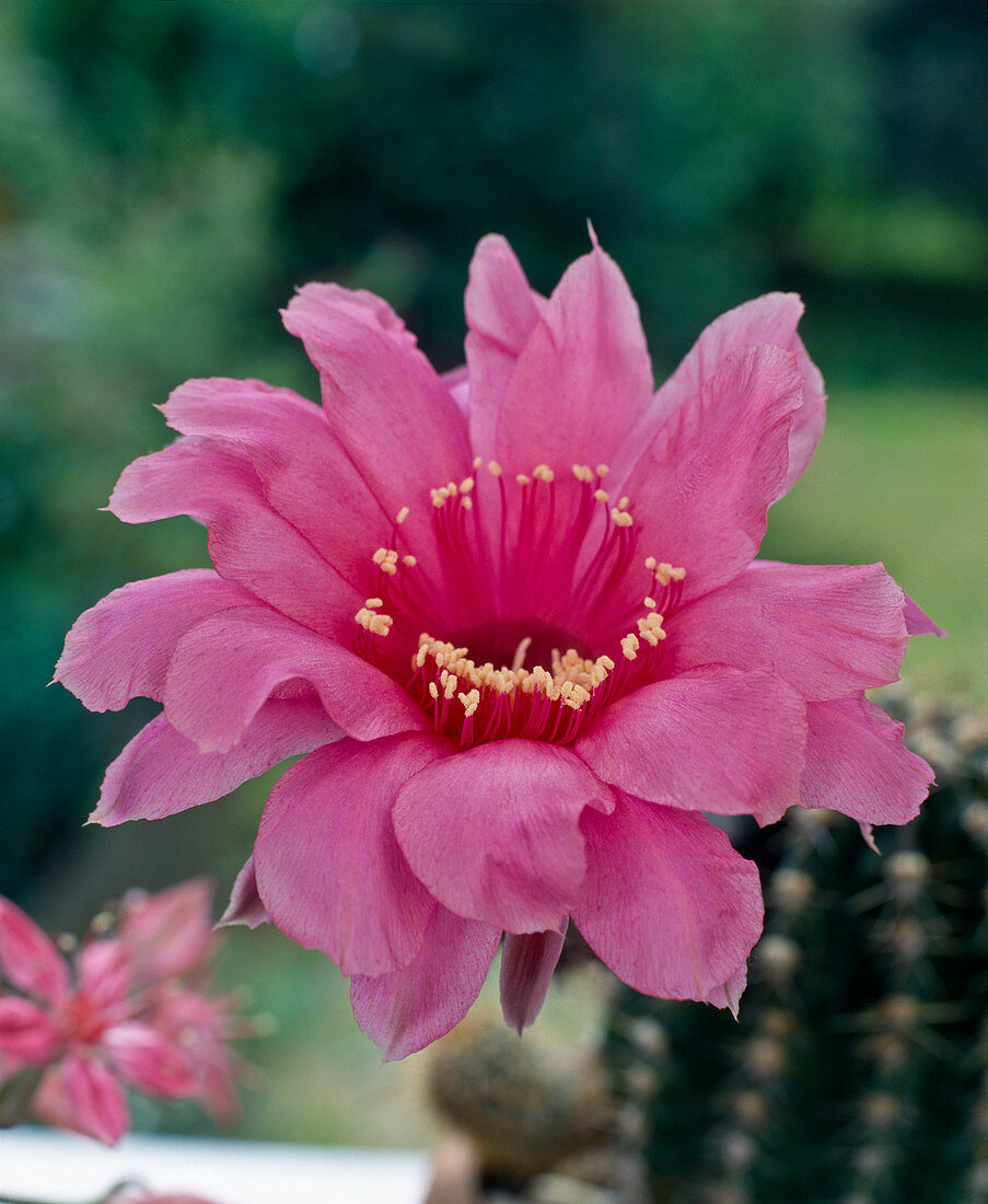 Echinopsis Hybriden