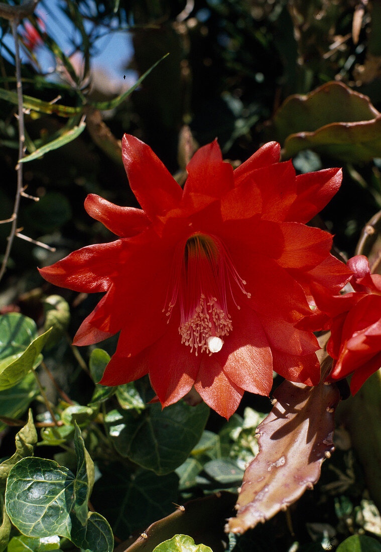 Epiphyllum hybrid