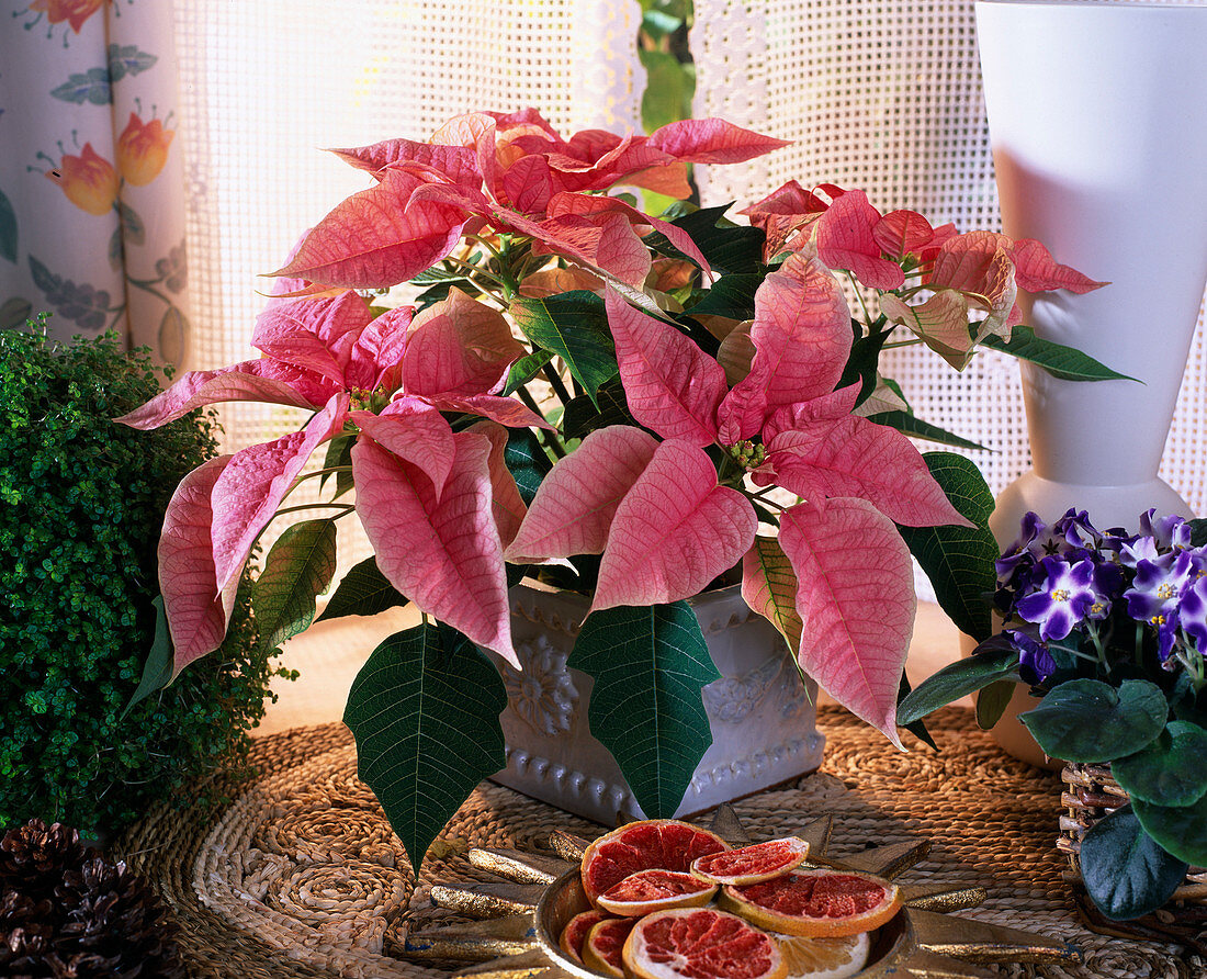 Euphorbia pulcherrima, poinsettia