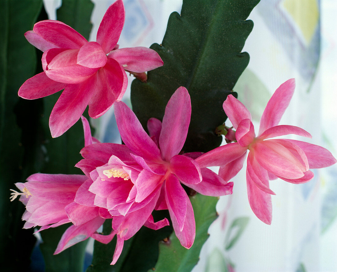 Epiphyllum hybrid