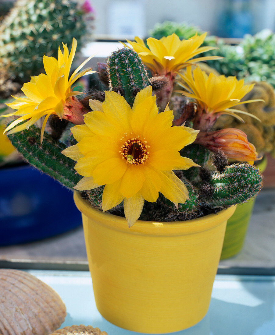 Echinopsis chamaecereus