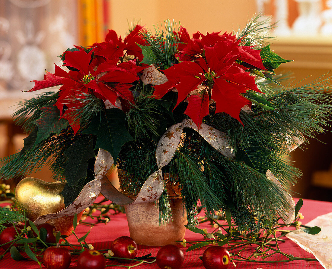 Euphorbia pulcherrima, poinsettia