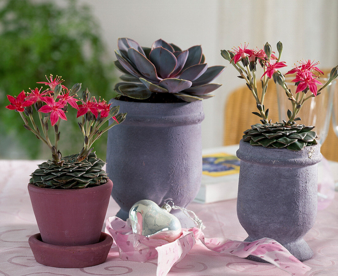 Graptopetalum bellum from Mexico