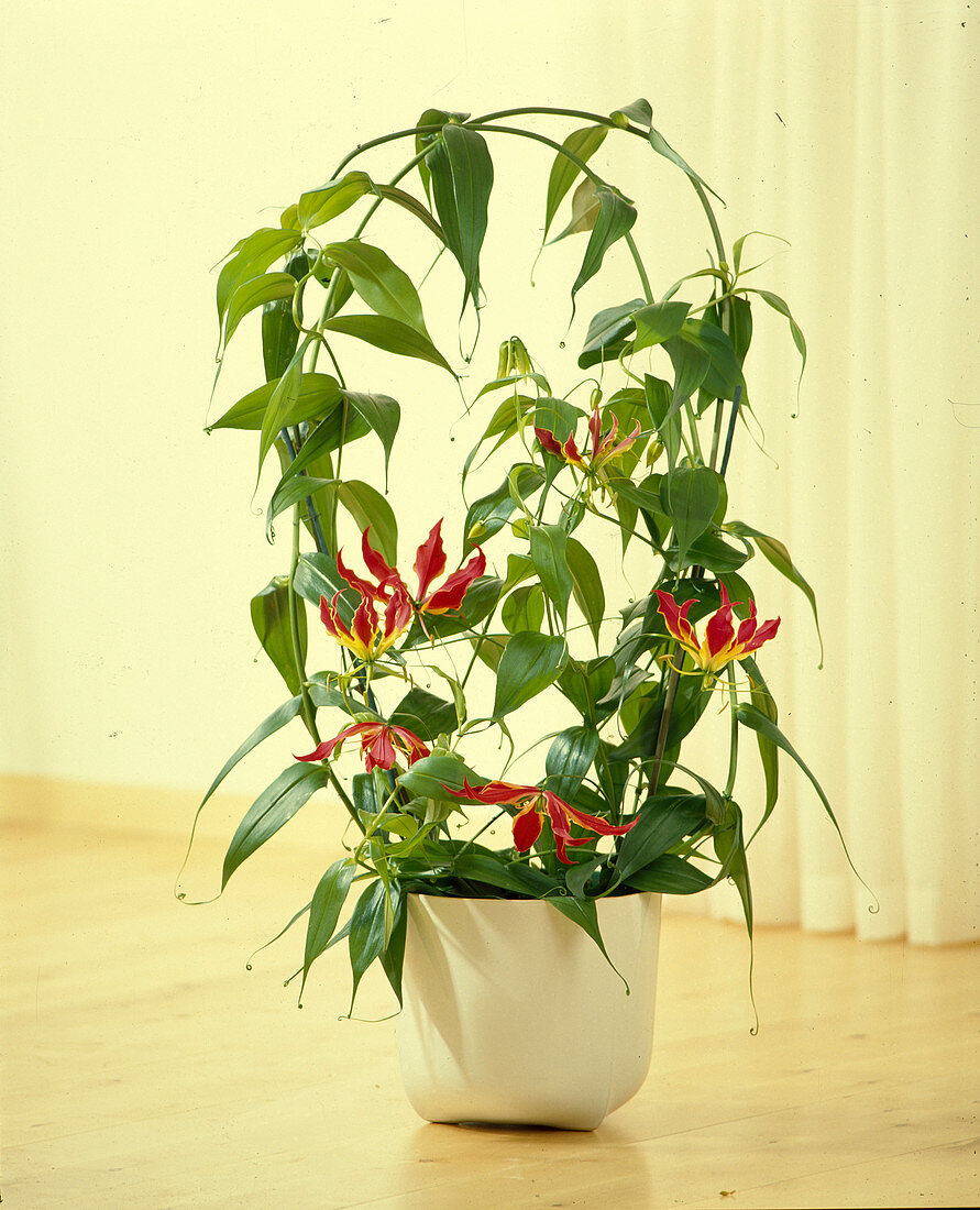 Gloriosa superba 'Rothschildiana'