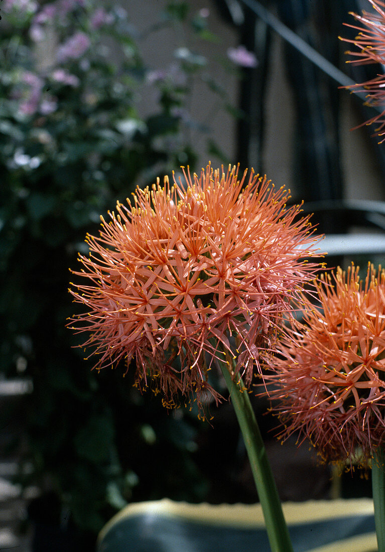 Haemanthus multiflorus 'King Albert'