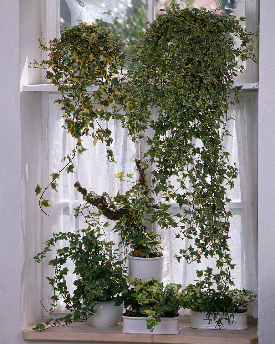 Hedera-Helix-Hybride am Fenster