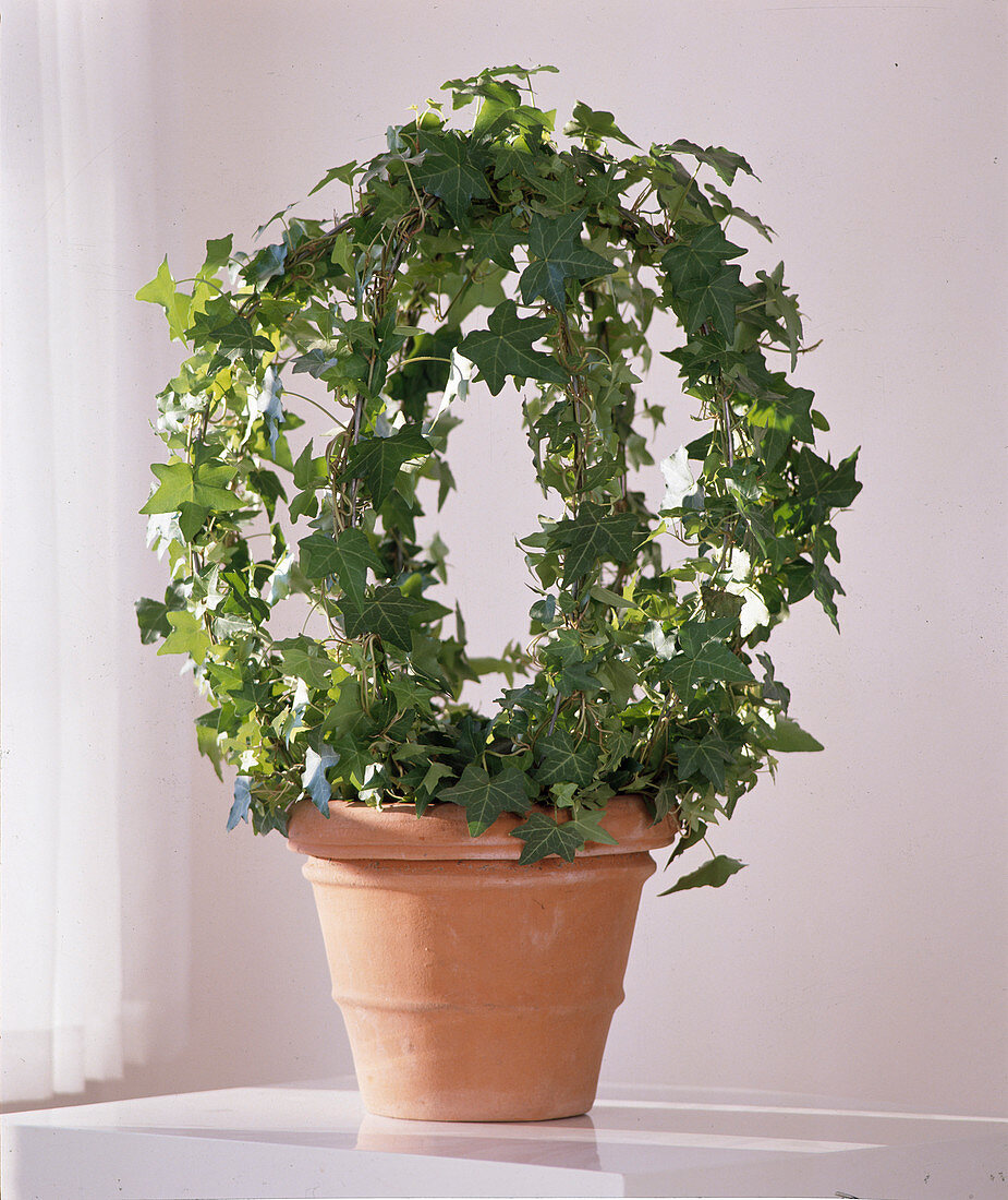 Hedera helix