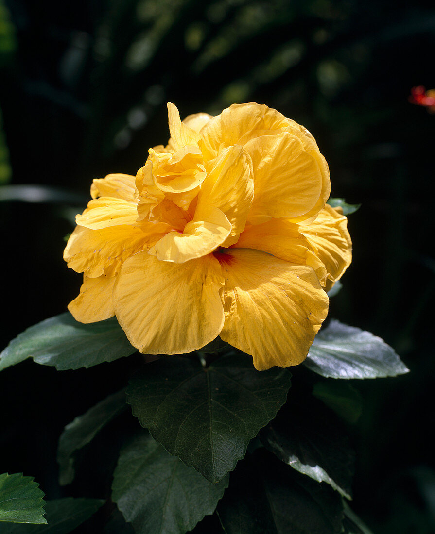 Hibiscus rosa-sinensis