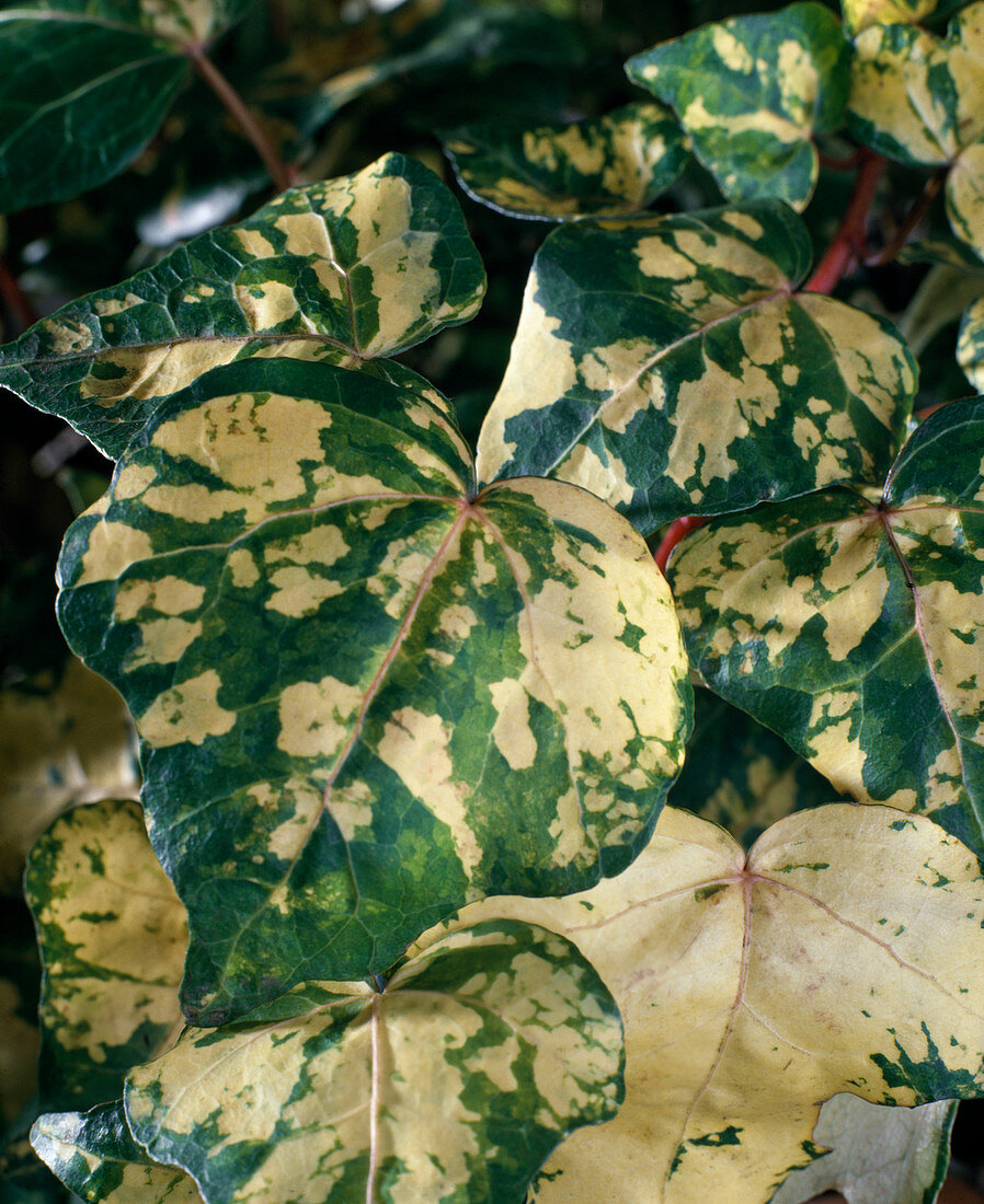 Hedera helix-Hybride