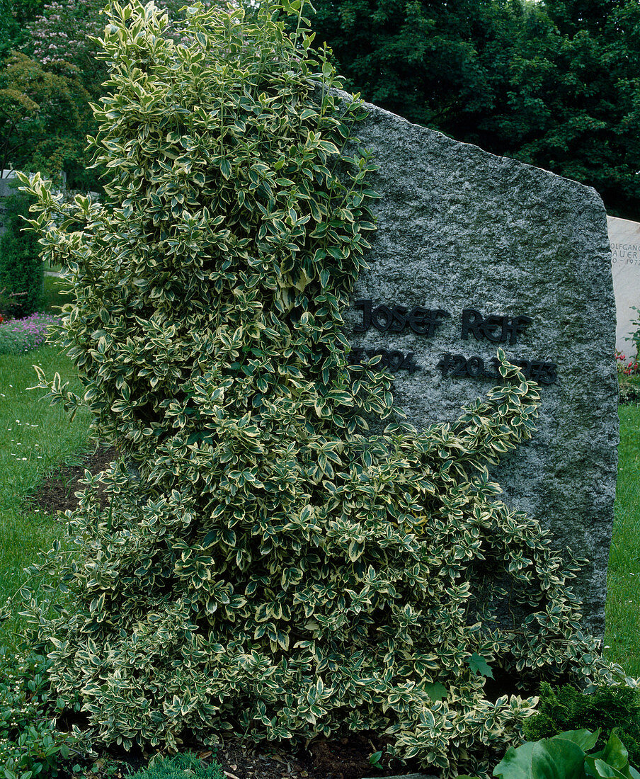 Gravestone with Euonymus fortunei 'Gracilis' (Creeping spindle)