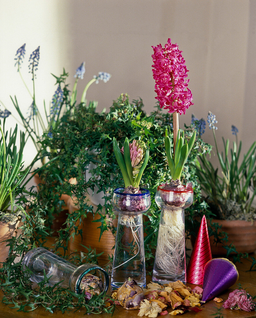 Hyacinthus orientalis grown in glass jars