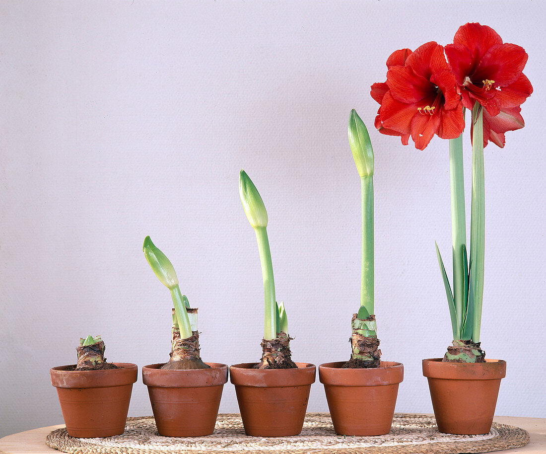 Hippeastrum hybrid