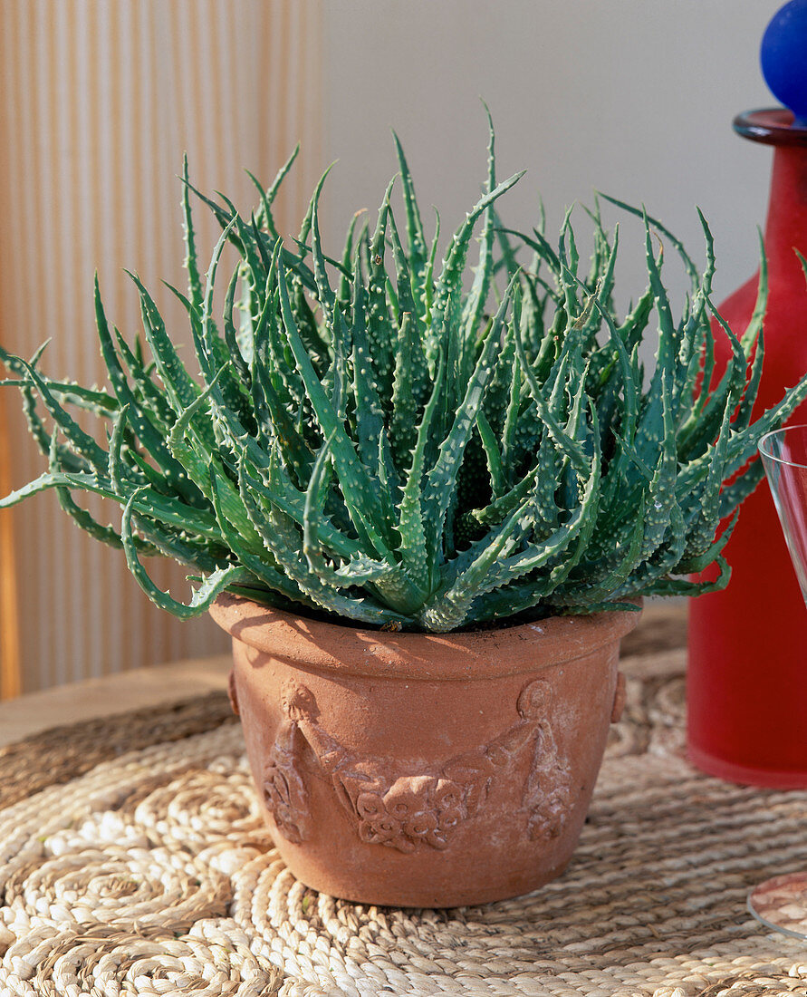 Haworthia-Hybriden