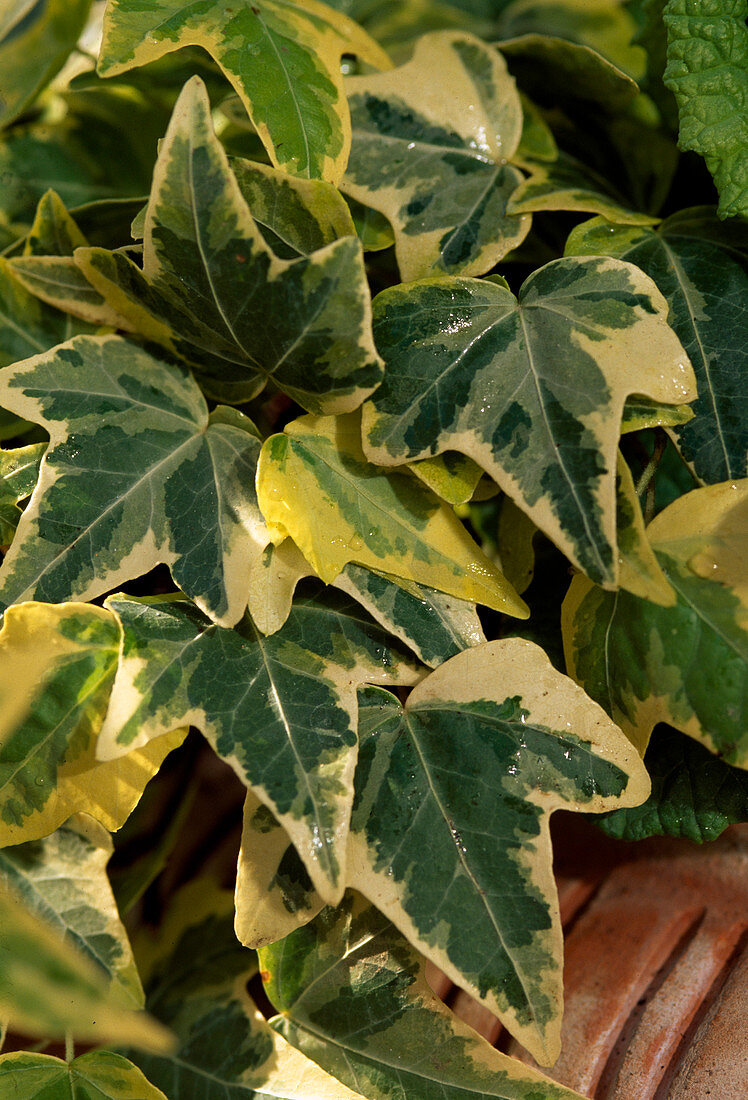 Hedera helix