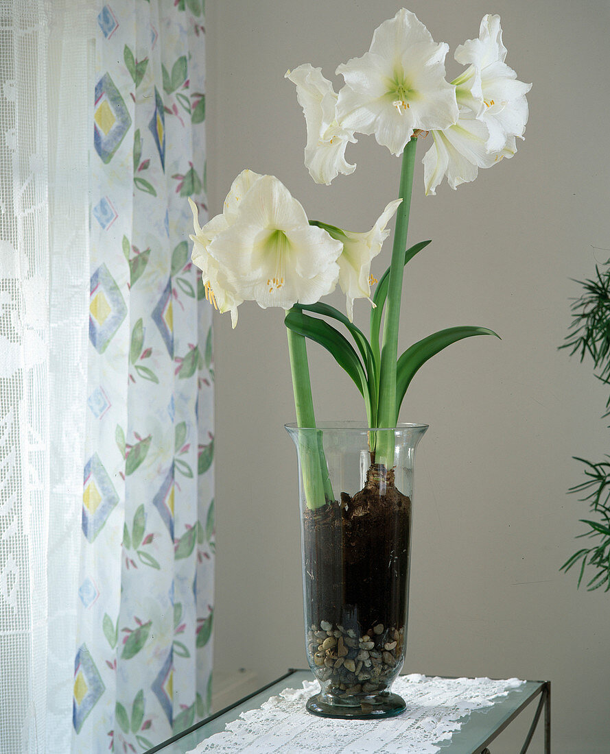 Hippeastrum hybr. 'Mont Blanc'