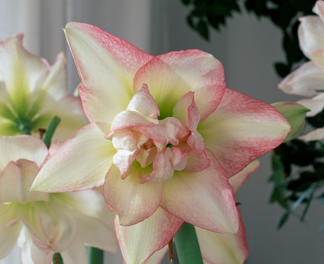 Hippeastrum Hybrid 'Double Record'