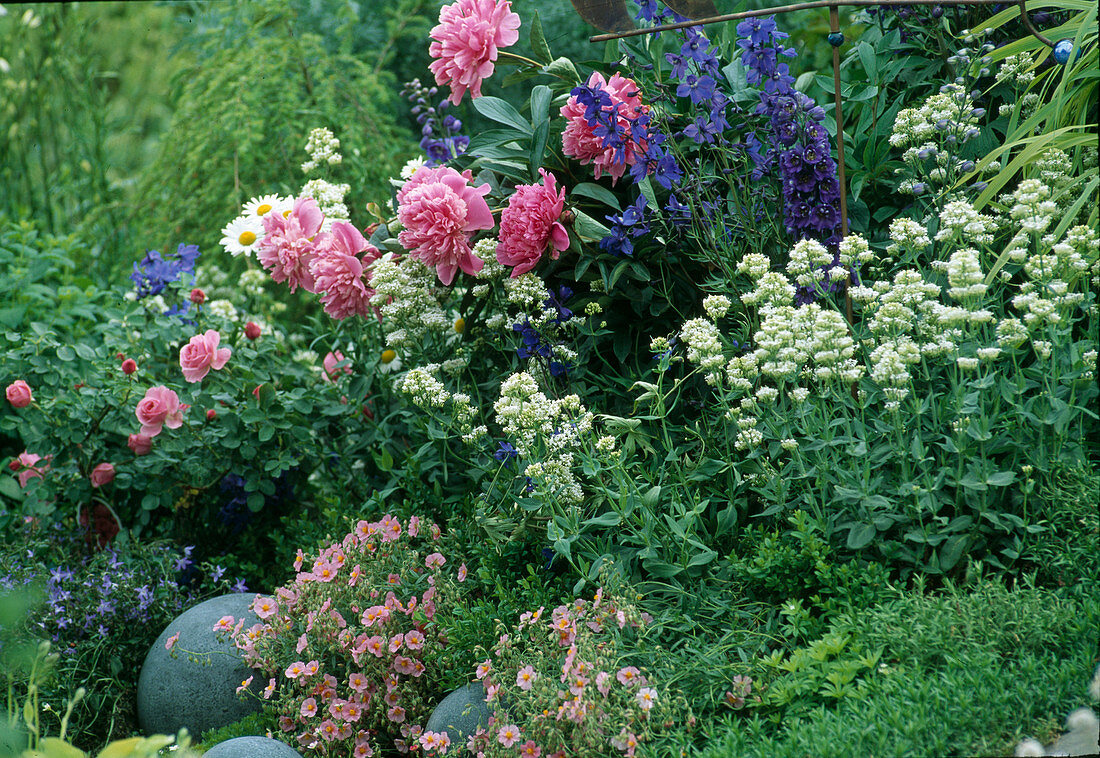 Helianthemum, Paeonia officinalis, Delphinium