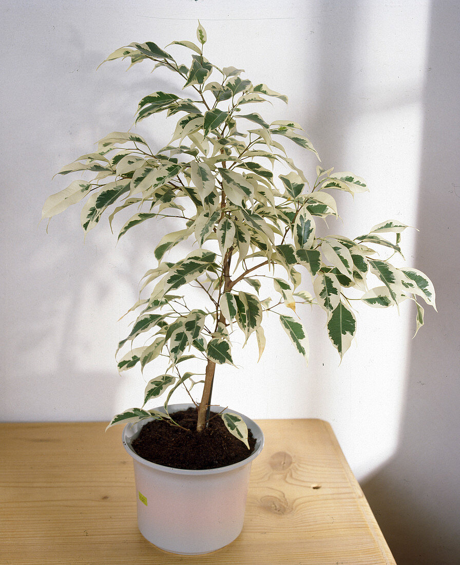 Ficus benjamina