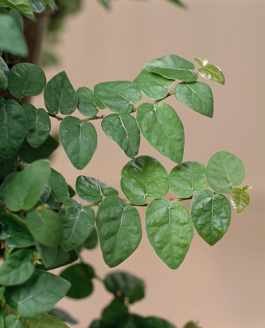 Ficus pumila