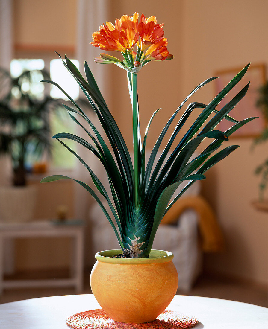 Clivia miniata