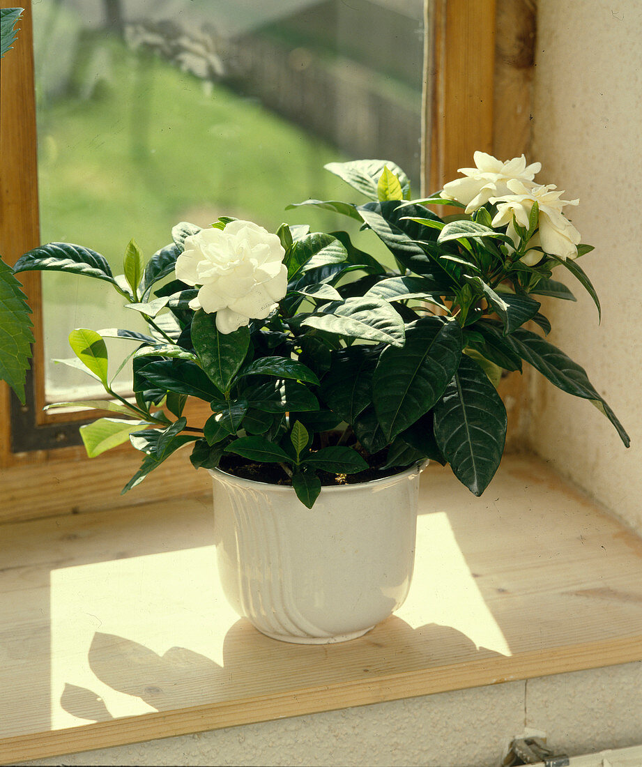 Gardenia jasminoides