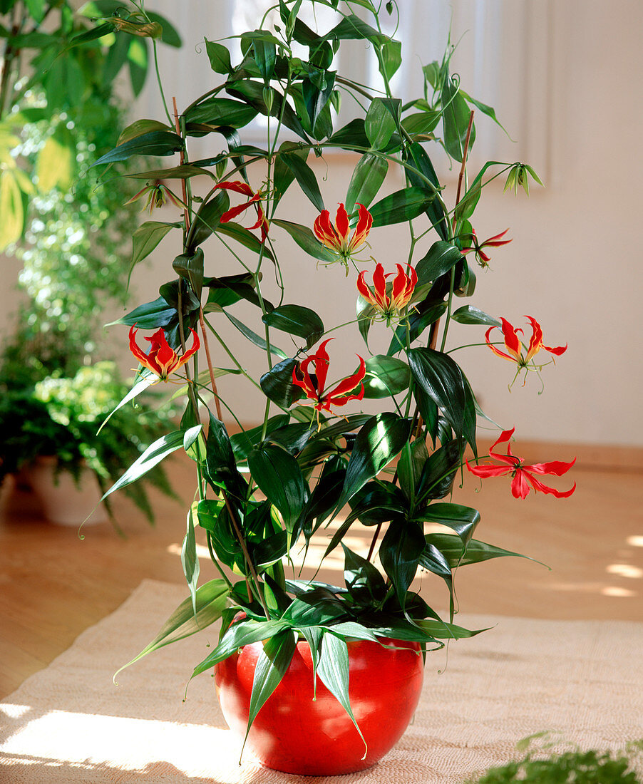 Gloriosa rothschildiana