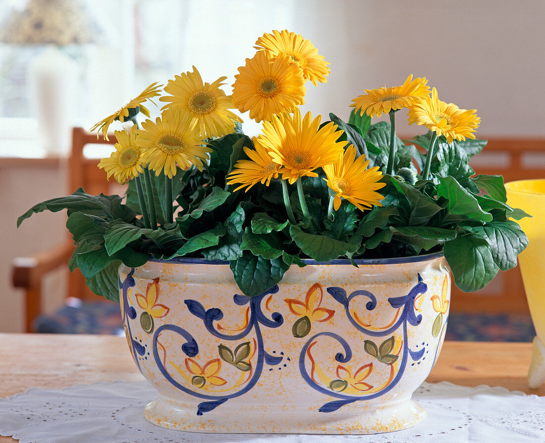 Gerbera hybrids