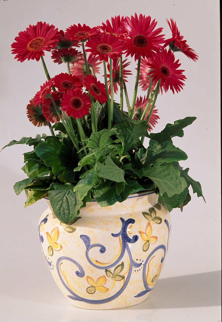 Gerbera hybrids as free-standing plants