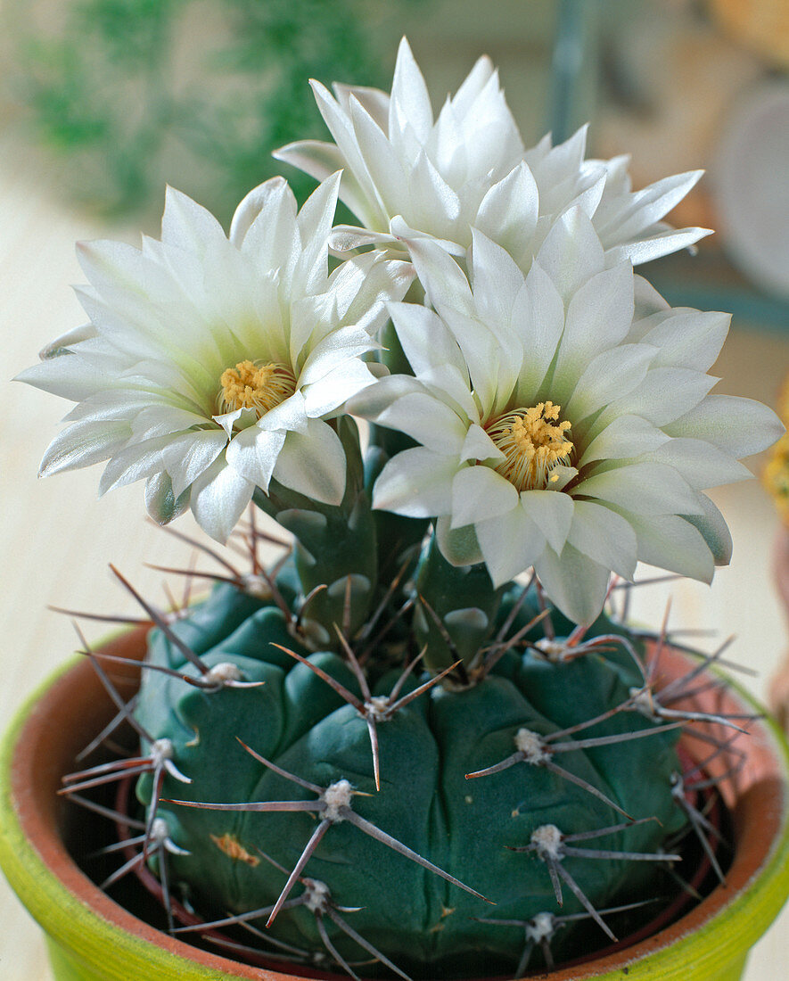 Gymnocalycium Vatteri