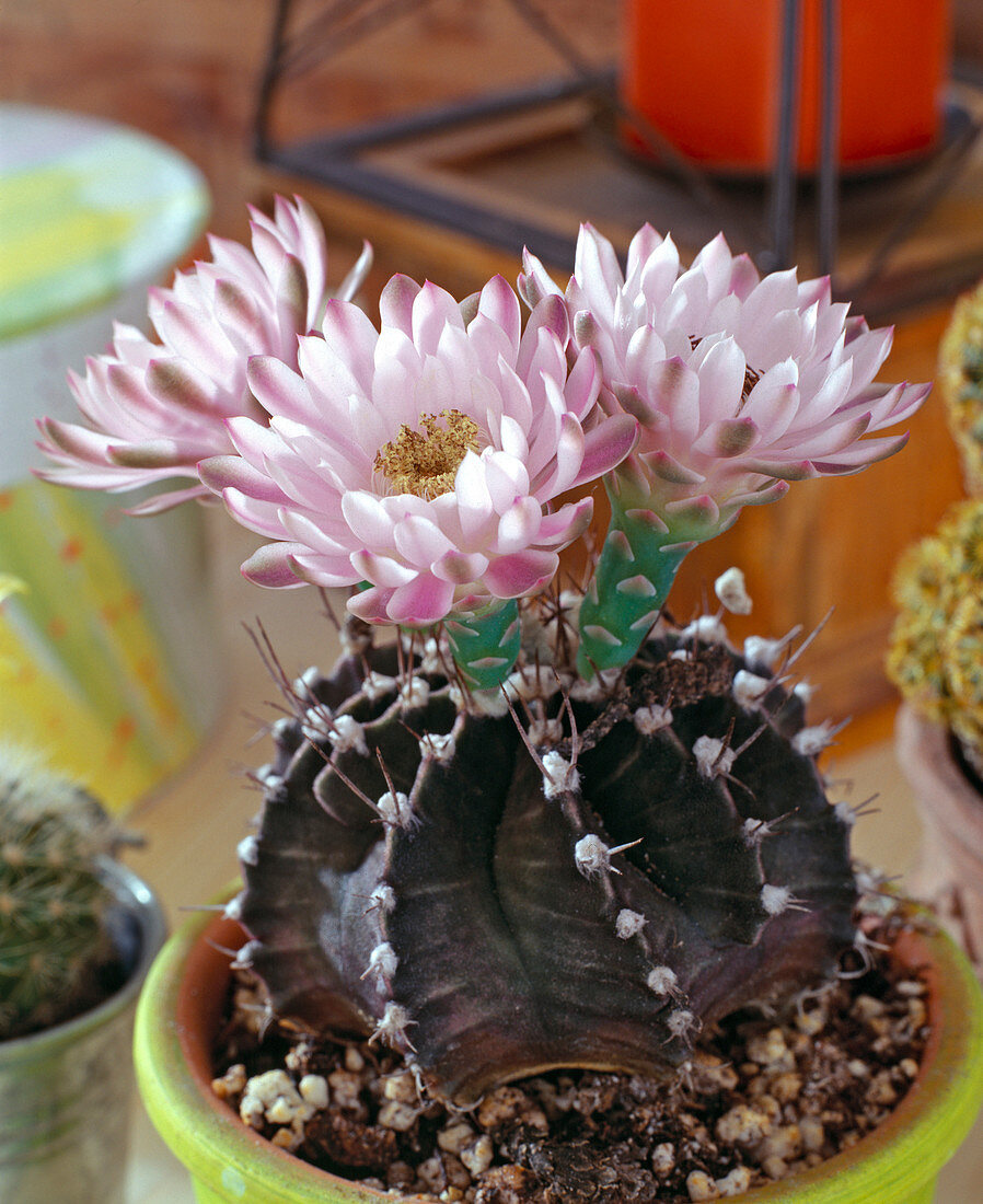 Gymnocalycium friedrichii